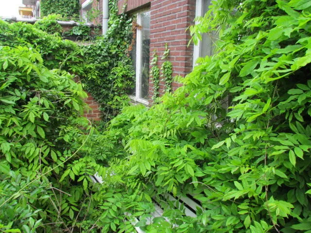 Jardin envahi par la végétation avant les travaux – IDGS Constructions, région de Kontich